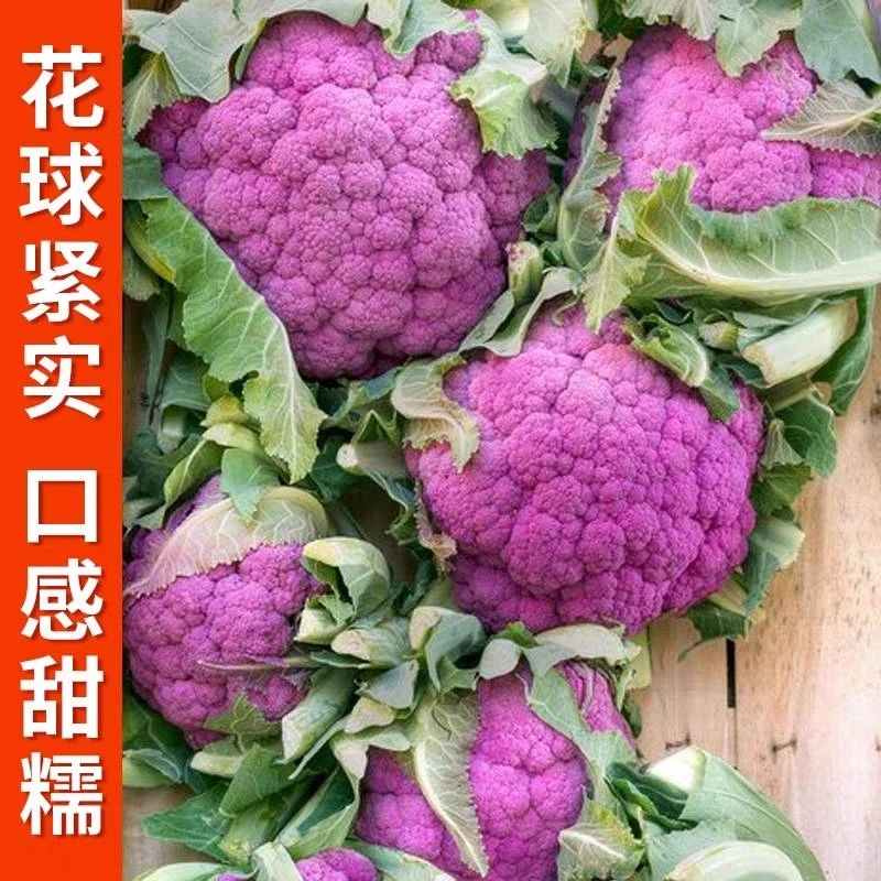 全店满5元包邮【紫花椰菜种子】四季阳台可种小院蔬菜夏季春季