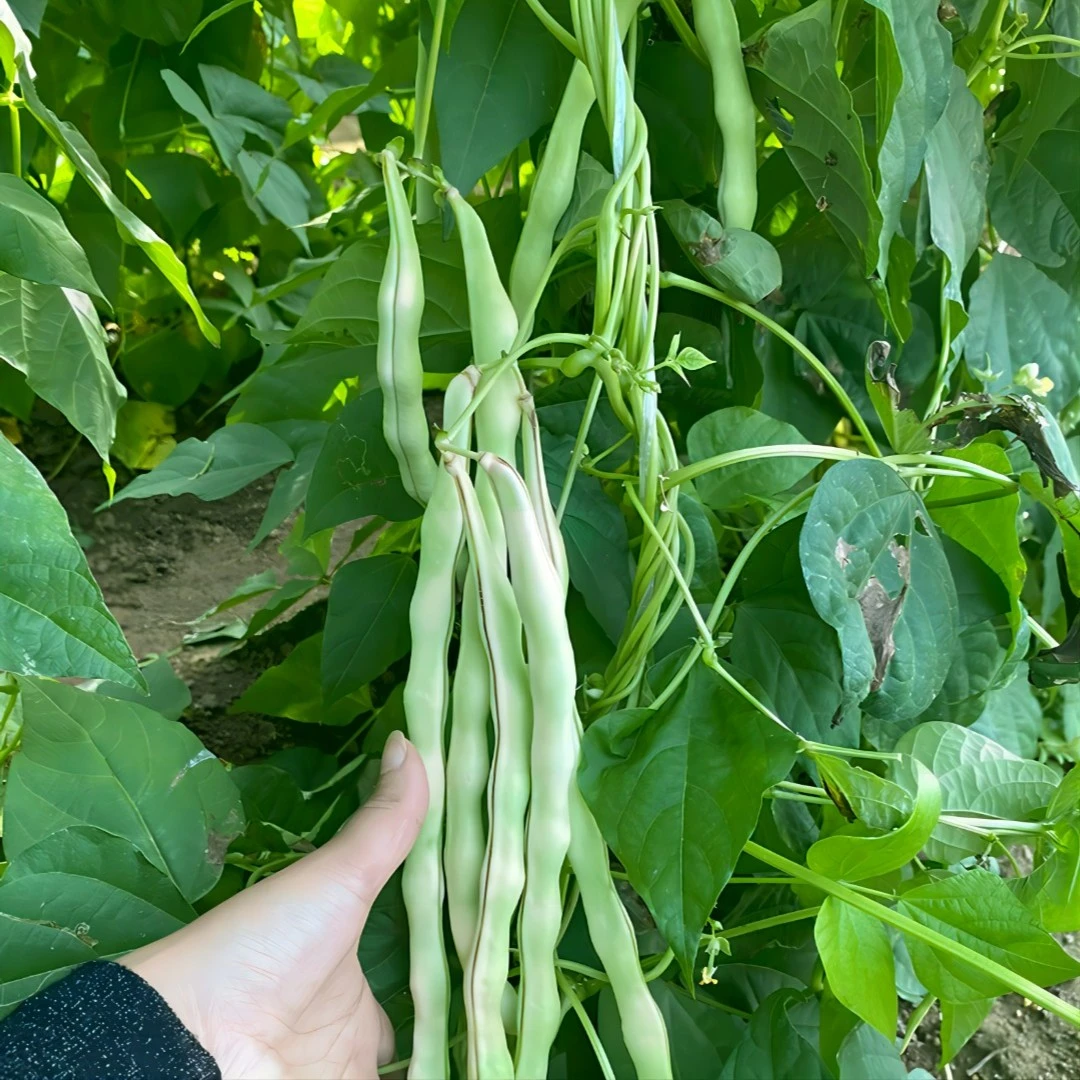 全店满5元包邮【九粒白芸豆种子】四季阳台可种盆栽庭院小院