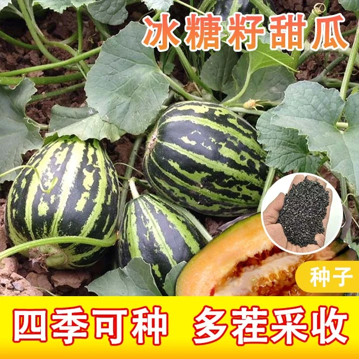 全店满5元包邮【冰糖籽甜瓜种子】四季阳台可种小院香甜可口