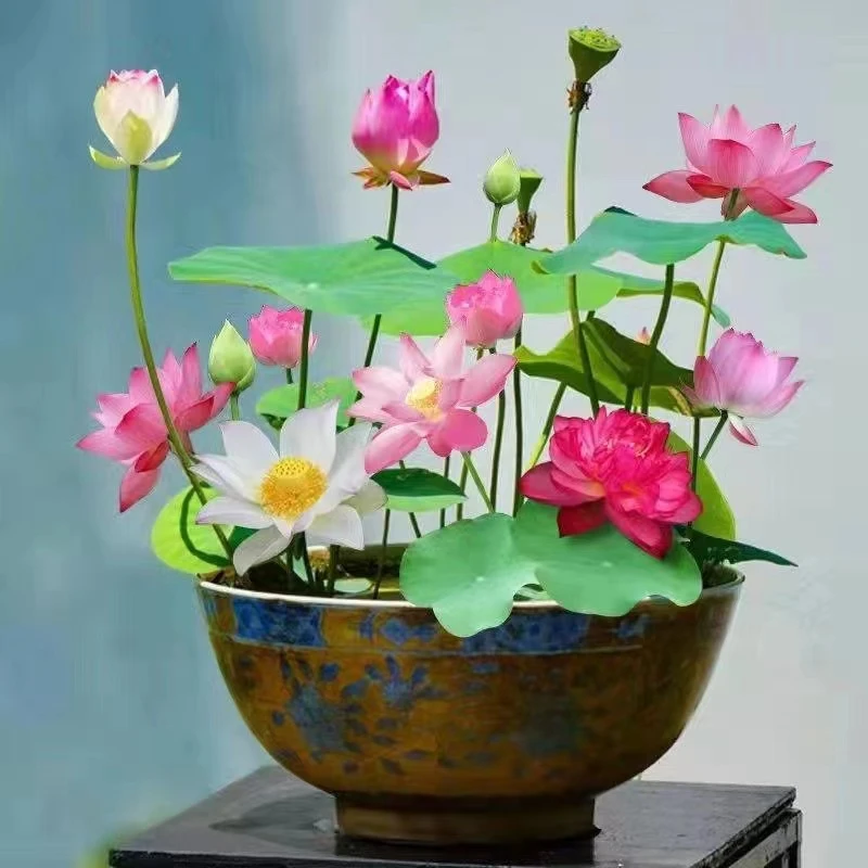 全店满5元包邮【水培碗莲种子】庭院阳台重瓣混色多季开花