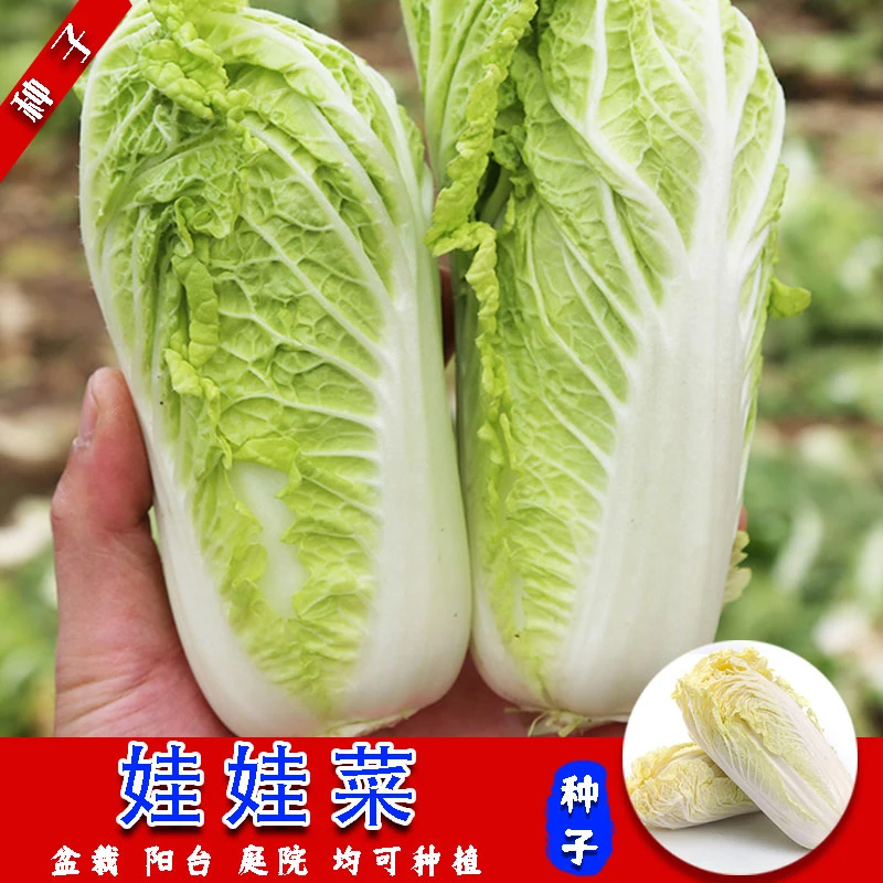 全店满5元包邮【娃娃菜种子】阳台四季种植花盆盆栽