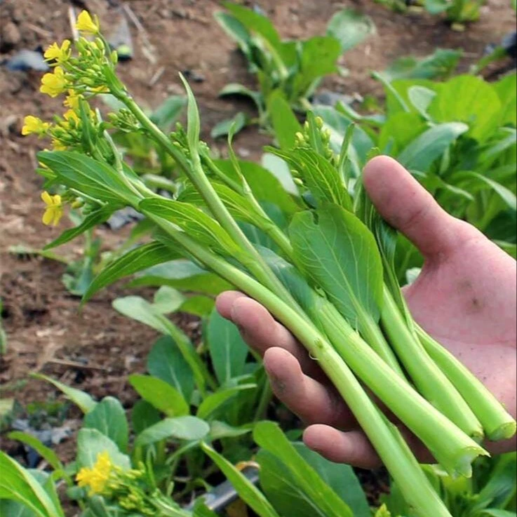 全店满5元包邮【广东四九菜心种子】四季可种植花盆阳台小院盆栽