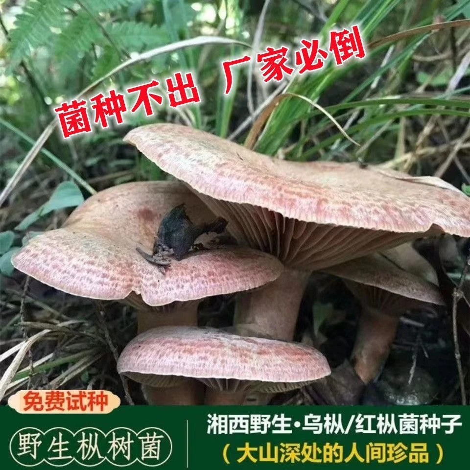 【包出菌】贵州乌枞菌包黄枞菌包松树菌包人工培植室内外可种植