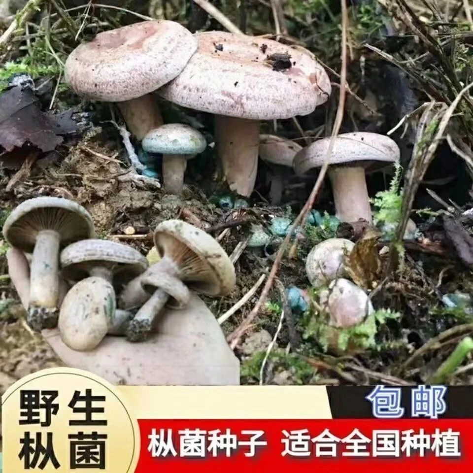 【不出包赔】乌枞菌野生菌种子高产湖南特产黄枞菌包人工种植寒