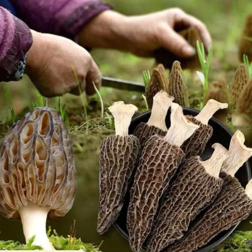 22年新款土培羊肚菌菌种蘑菇菌种食用菌菌包阳台盆栽种植高产