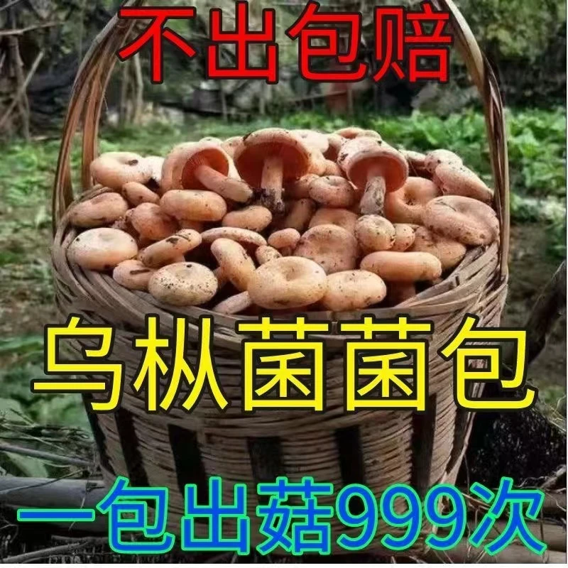 【不出包赔】乌枞菌新鲜菌种家种包青碟菌松树菌黄碟菌松菌菇平