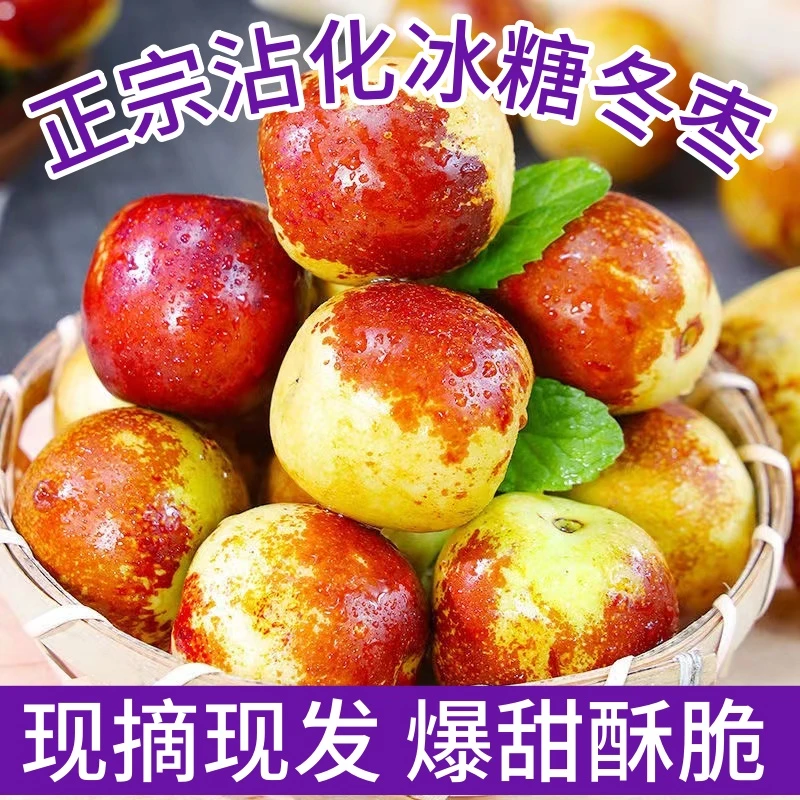 【沾化冬枣】山东当季特产冰糖冬枣酥脆香甜多汁爽口新鲜水果一整箱