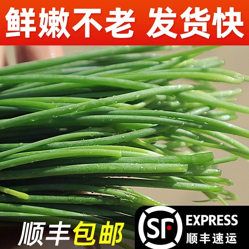 【顺丰包邮】沙葱甘肃特产民勤沙葱现摘3/5斤新鲜蔬菜坏包赔