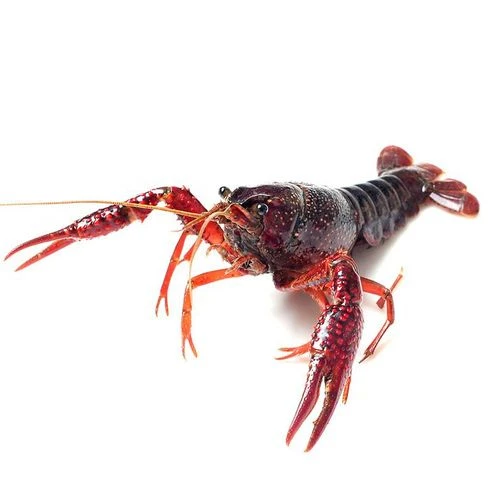 0.9-1两 大虾 鲜活清水小龙虾约10-12只 500g/份(买3斤送龙虾料)可免费处理