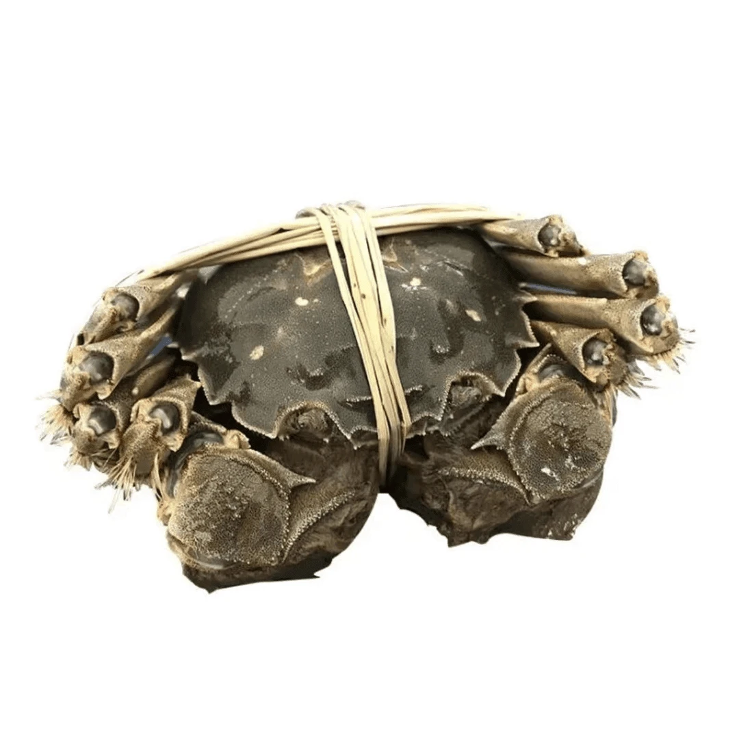 鲜活大闸蟹 母 5只 约3-3.5两/只河蟹