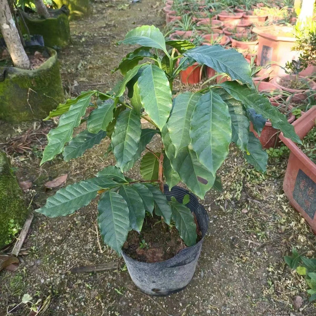 咖啡苗 阿拉卡比 云南卡迪姆咖啡树苗咖啡小苗盆栽庭院地栽树苗树