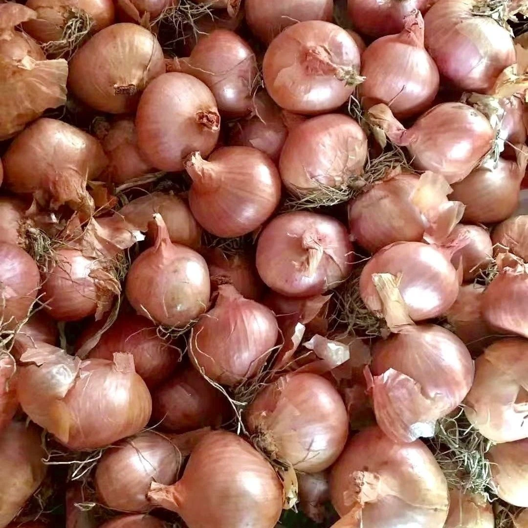 【超低价】东北新鲜笨毛葱红葱头毛葱批发蔬菜洋葱1/3/5斤包邮