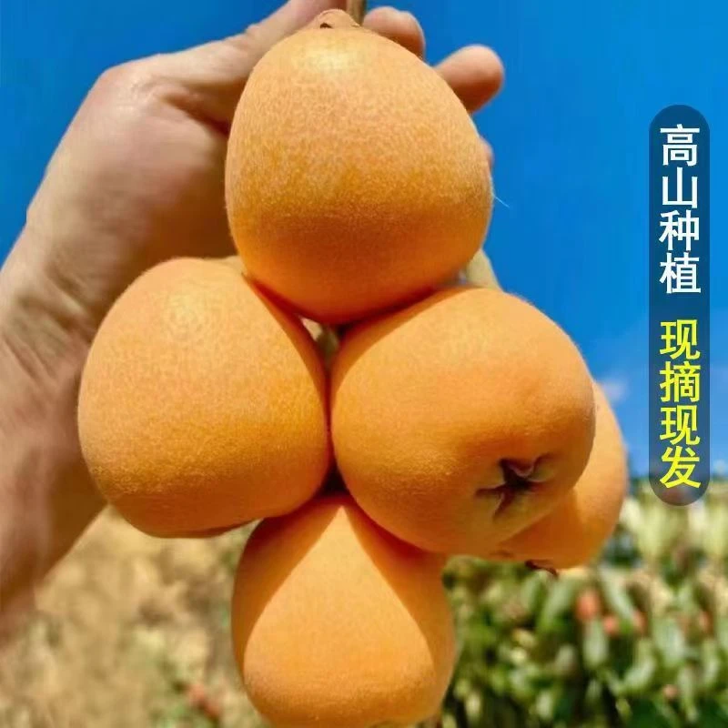 云南蒙自枇杷鲜果 甜枇杷果新鲜应季水果枇杷果包邮琵琶