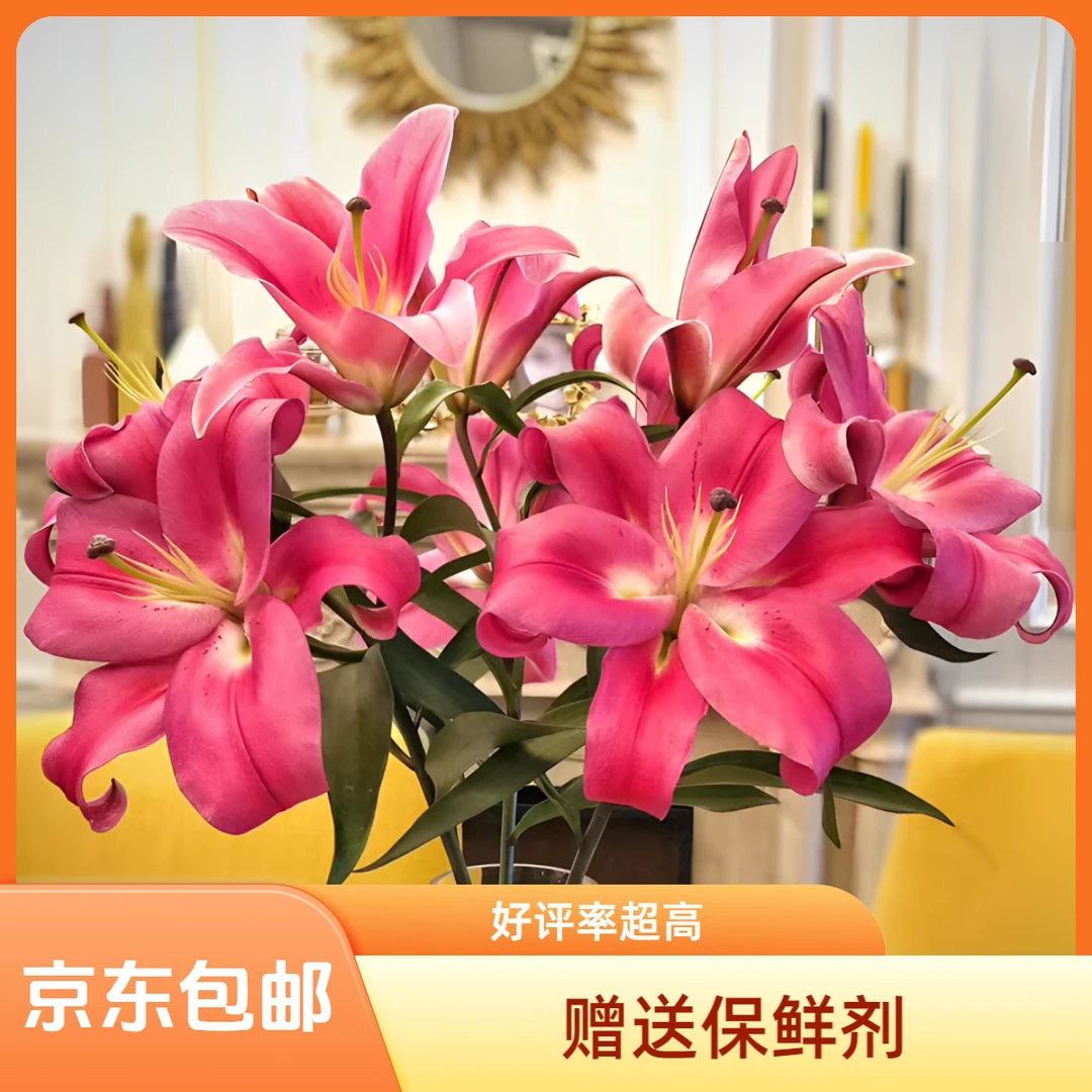 『京东包邮』圆舞曲 红色系香水百合直播间颜色为准 越养越大