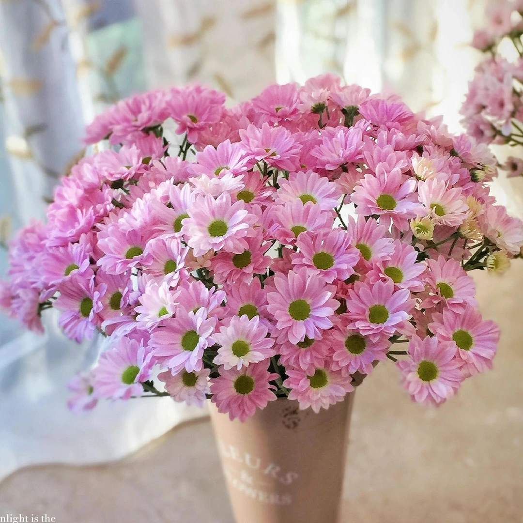 『京东包邮』珍珠粉粉色小菊  稀有小雏菊 花期超长 赠送营养液