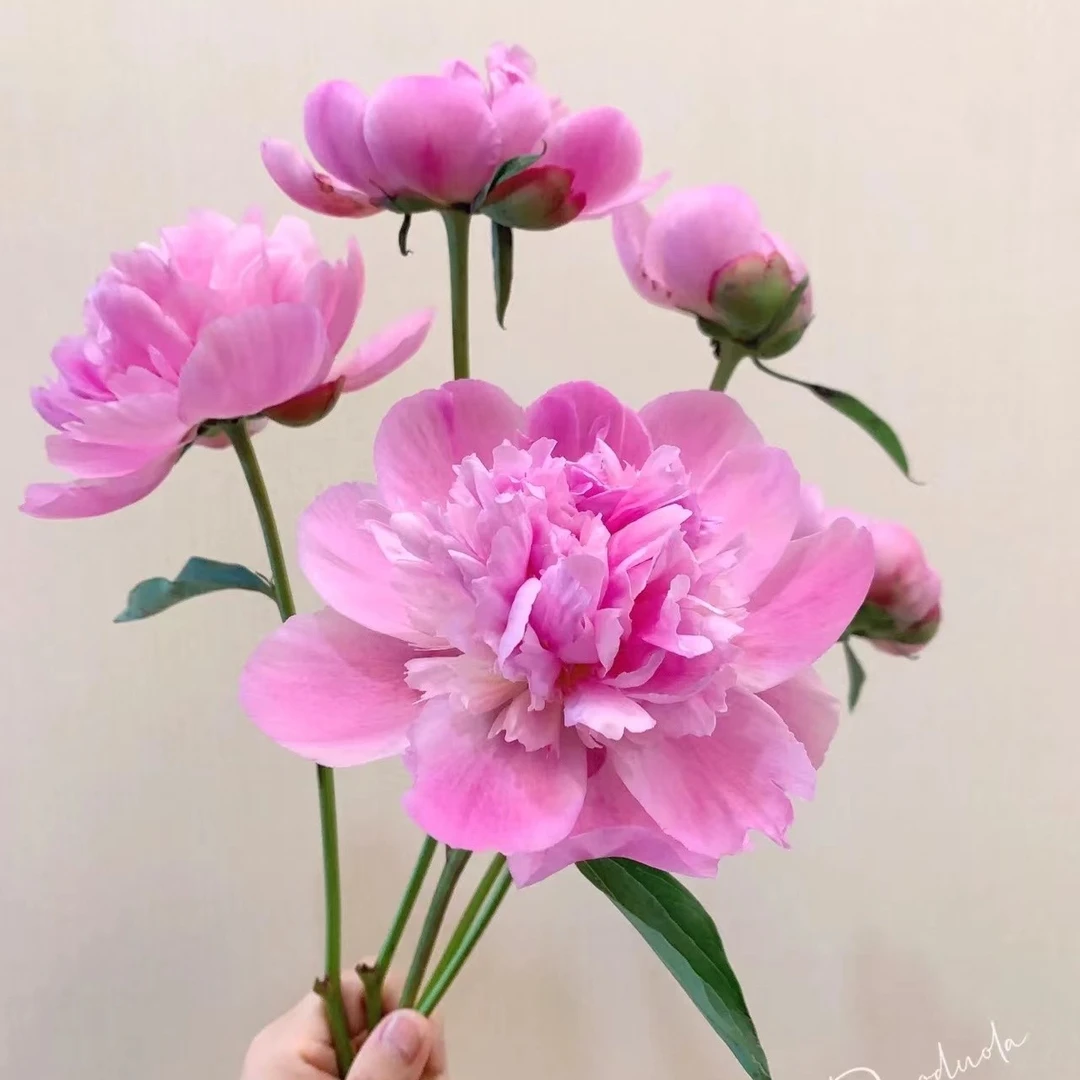 重瓣芍药 芍药花  赠送营养液  生铁蛋发货 收到先泡水洗澡