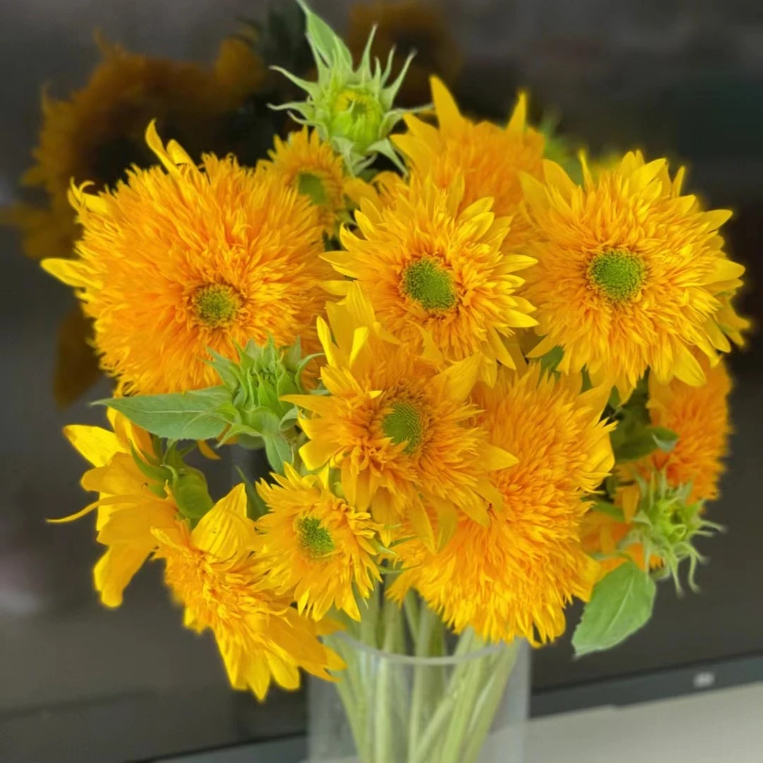 【泰迪】多头向日葵 赠送保鲜剂  京东包邮