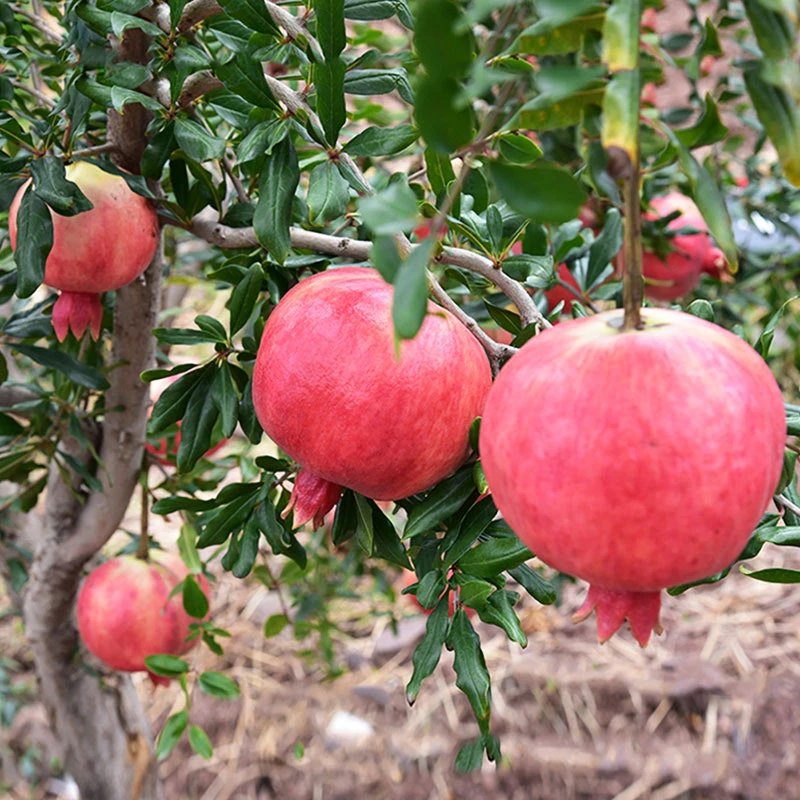 云南会泽盐水软籽石榴【9个礼盒装/净重4.5－5KG】【家庭装净重2.5KG】