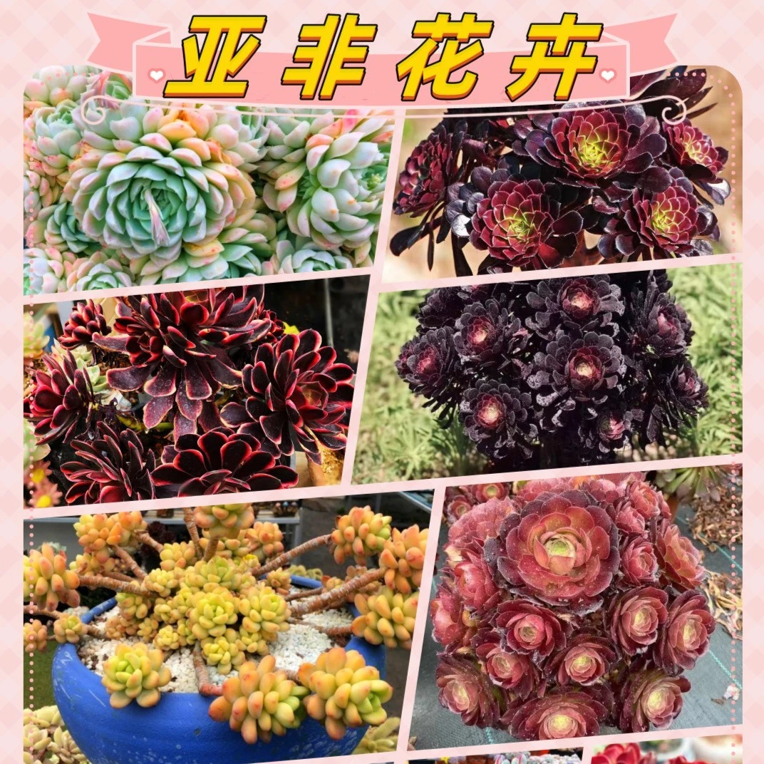 【默认寄养亚非花卉】各种精品多肉法师锦缀化云南昆明包邮美观庭院