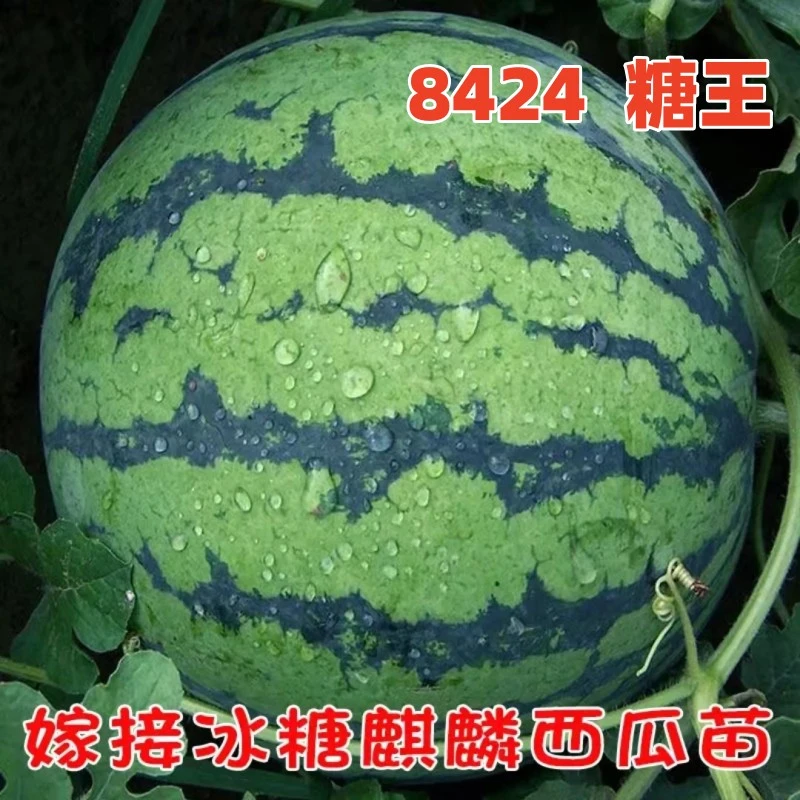 正宗冰糖王麒麟瓜嫁接西瓜苗8424春季西瓜种苗秧苗超甜西瓜苗种子