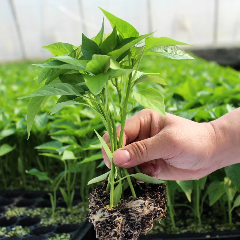 辣椒秧种苗番茄西红柿秧苗茄子黄瓜丝瓜苦瓜线椒杭椒辣椒苗特大号
