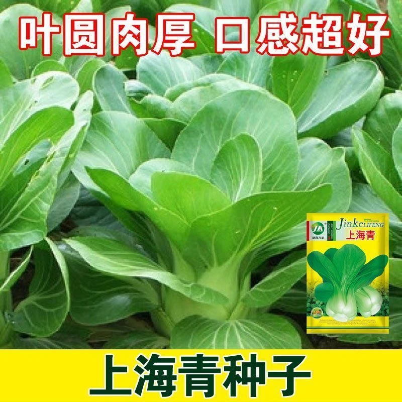 【上海青种子】四季上海青种子白菜种籽蔬菜种子青菜小白菜四季易