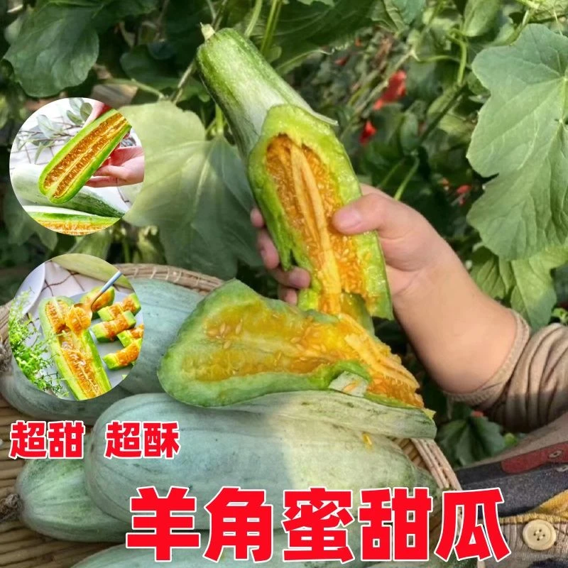 甜脆羊角蜜种子羊角酥甜瓜种籽香瓜密薄皮春秋季