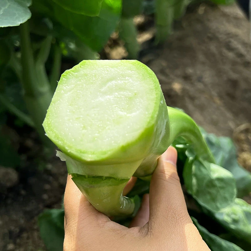 鸡腿芥兰菜种子大芯芥兰芥蓝菜种籽耐热蔬菜