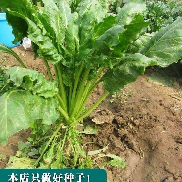 根达菜种子牛皮菜莙荙君达菜种籽易种四季播多