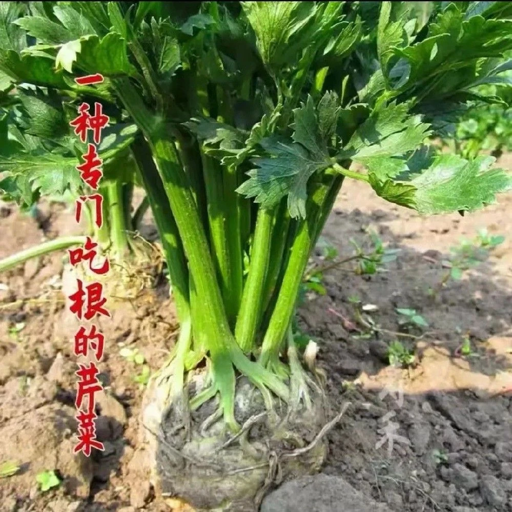 美味根芹种子四季洋芹芹菜根种籽阳台蔬菜盆