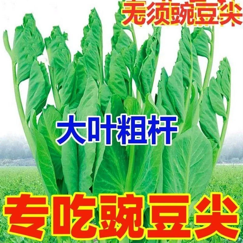 【吃苗】豌豆尖种子大叶专吃碗豆尖种籽阳台盆栽芽