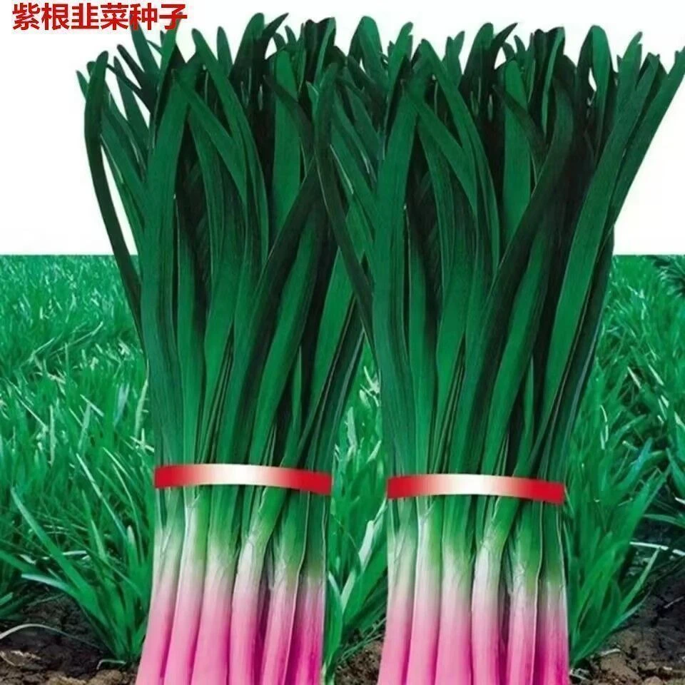 【可越冬】独根红韭菜种子韭菜种籽紫根宽叶大叶耐热
