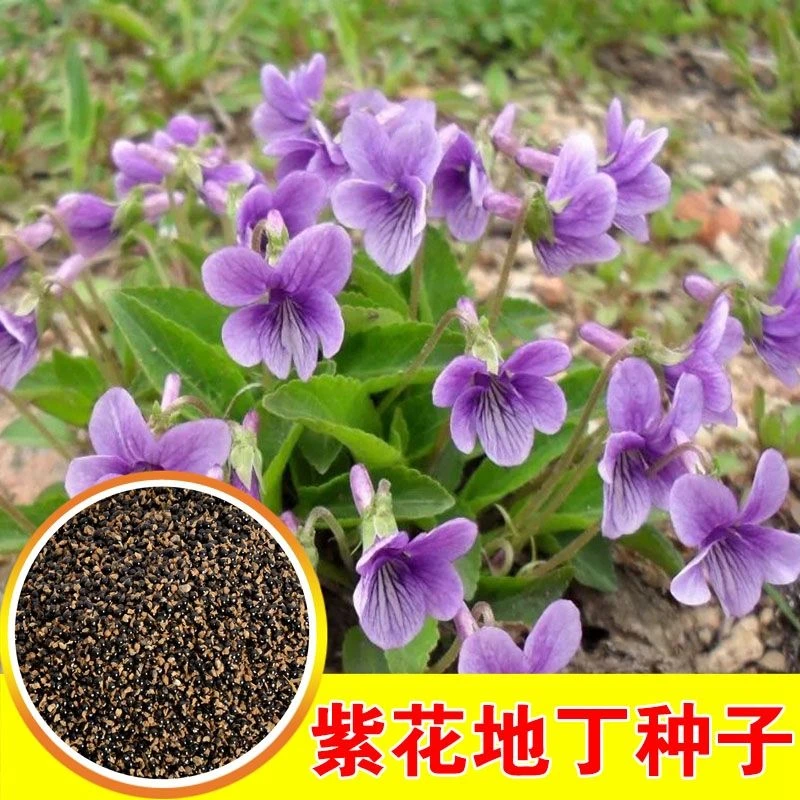 秋冬菜籽秋冬紫花地丁种子苗耐寒耐阴四季阳台盆