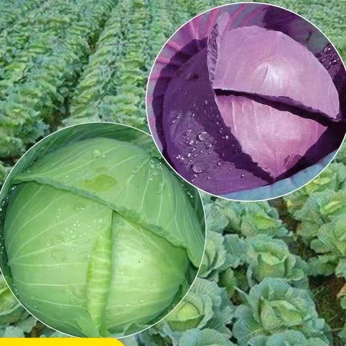 四季播种水果甘蓝种子莲花白种籽卷心菜包菜种子紫