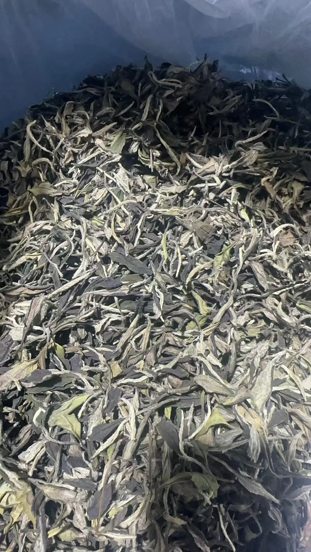 福鼎白茶2023年花香白牡丹