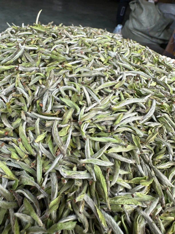 【12.12专场】福鼎白茶2021年荒野银针