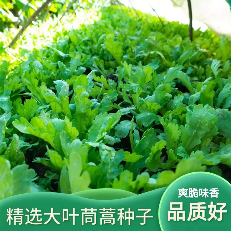 （全店满5元包邮）大叶茼蒿种子茼蒿菜种蔬菜茼蒿种籽四季孑菜
