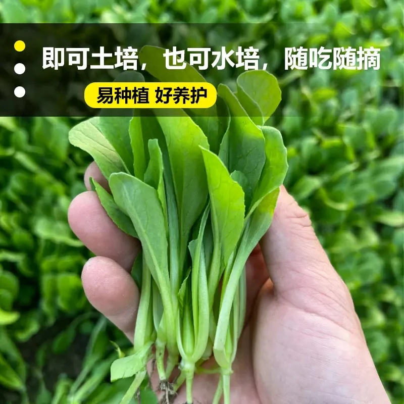 （全店满5元包邮）鸡毛菜种子蔬菜种子四季