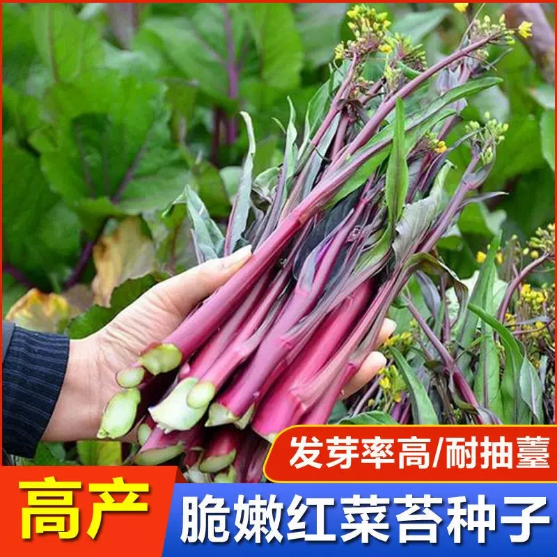 （全店满5元包邮）十月红菜苔蔬菜种子菜心红菜苔家庭种植