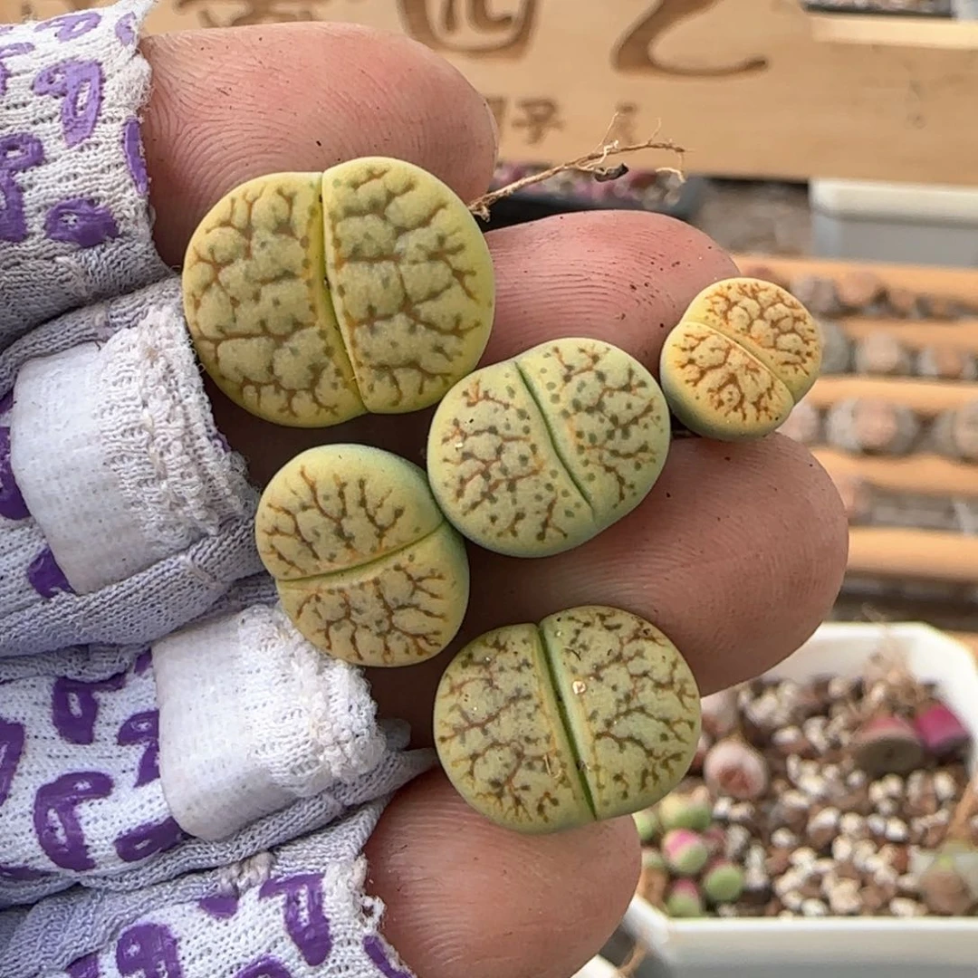 ゛**゛生石花 绿荒5个