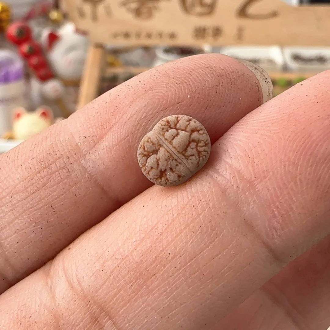 l****?生石花 荒玉189胡