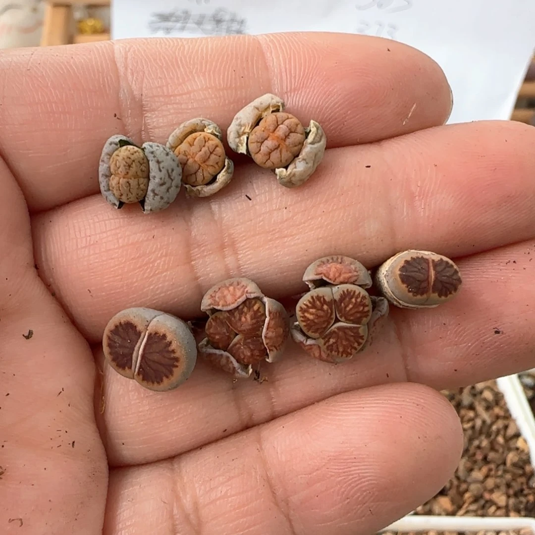 希*生石花 189杂309aF2 菊 189胡