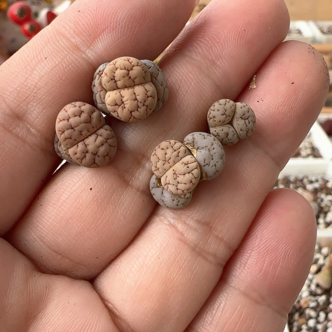 夜*子生石花 荒玉189胡