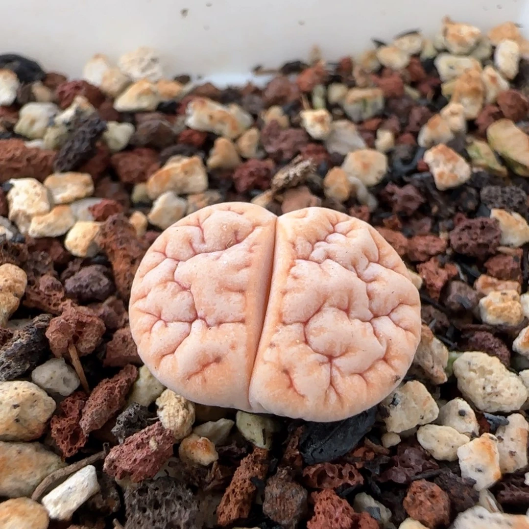 初**月生石花 189杂309aF2