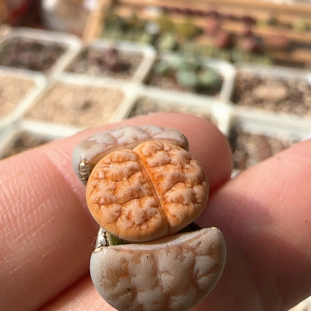 生石花 189杂309aF2