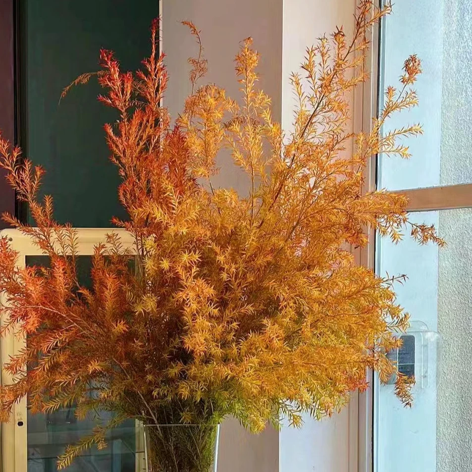 【千层金】云南昆明斗南基地家庭办公室水养鲜切花