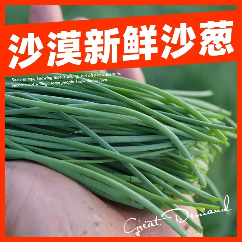 【家乡好味道】甘肃民勤沙地沙葱2/5斤农家沙葱泡沫箱发货