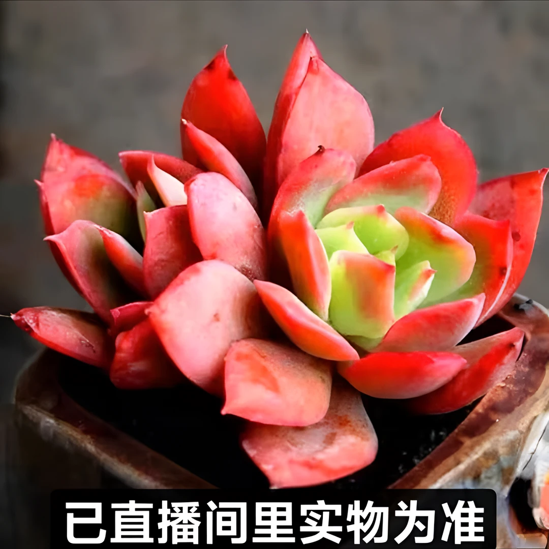 【至长花卉】绮罗仙子 满一单包邮 脱土裸根发货以直播间里实物为准