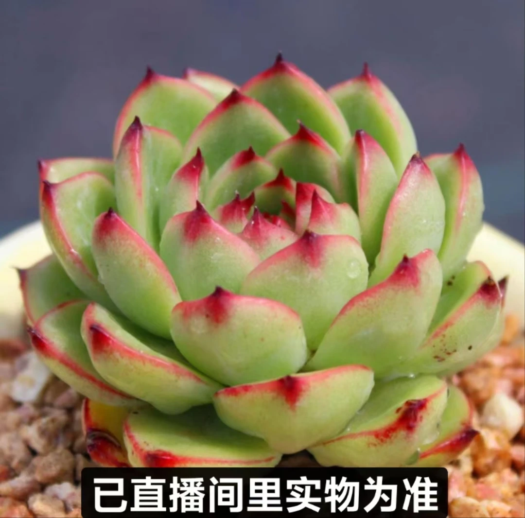 【至长花卉】月亮石 满一单包邮 脱土裸根发货 以直播间里实物为准