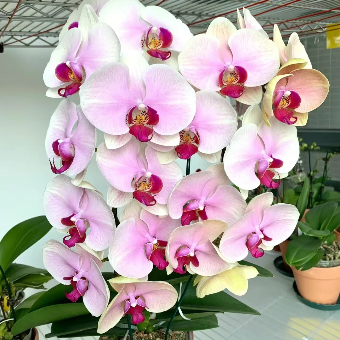 无花剑《蒙娜丽莎》2.8寸杯蝴蝶兰花苗